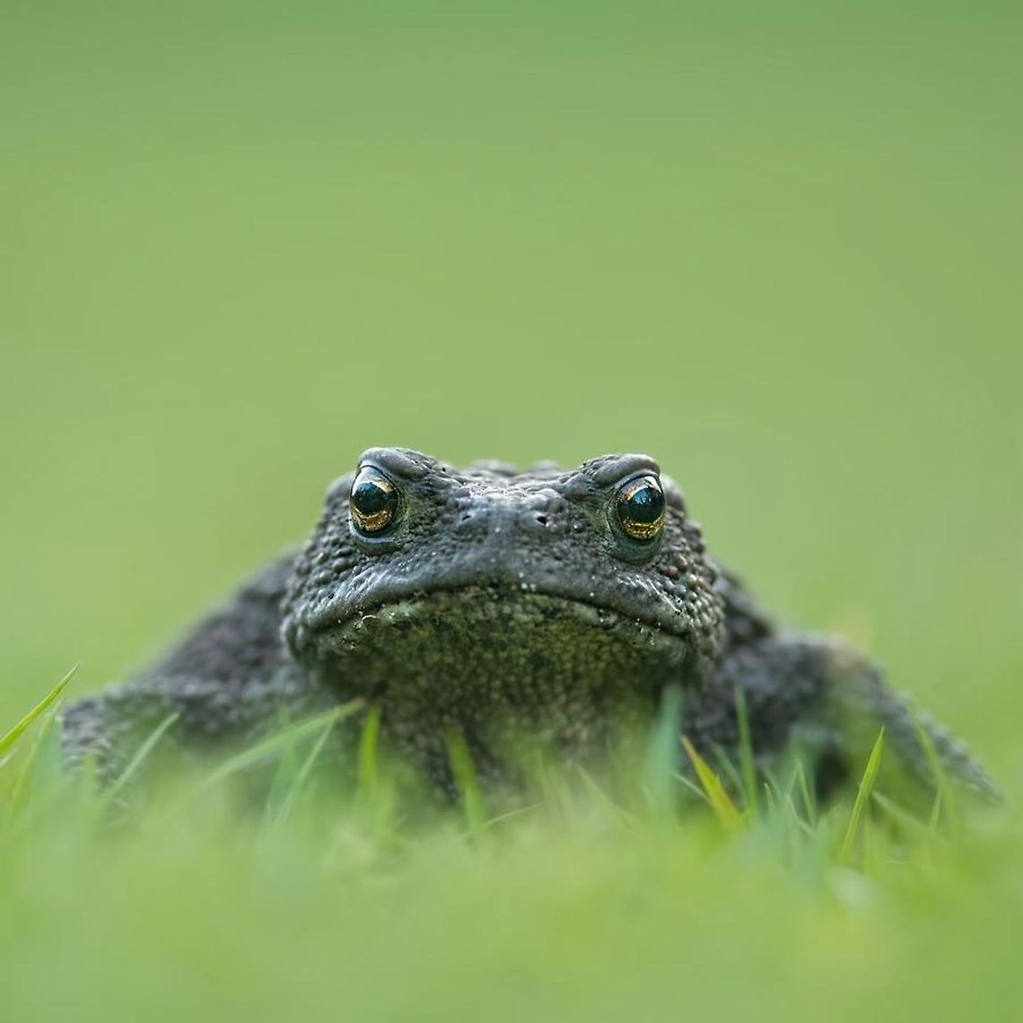 Hello!  Bufo bufo A big fat one that I could shoot just as when I went home from the campsite. Bufo bufo,Common toad