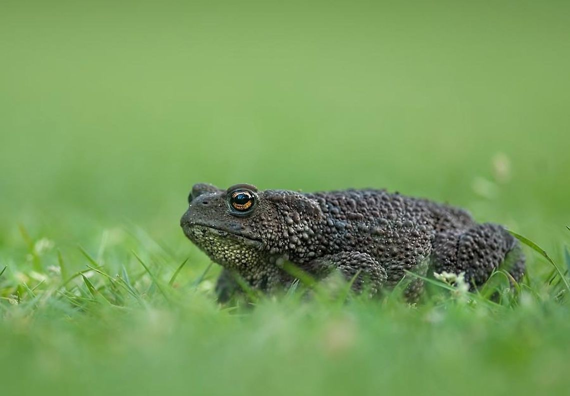 Bufo Bufo  Bufo bufo,Common toad