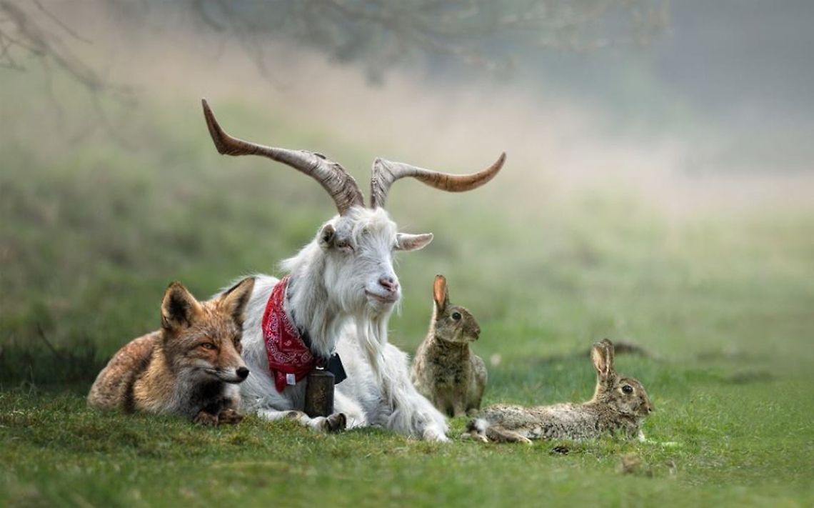 Garden of Eden A Manipulations of 4 pictures. Fox,Geotagged,Goat,Red Fox,The Netherlands,Vulpes vulpes,Wild  Rabbit
