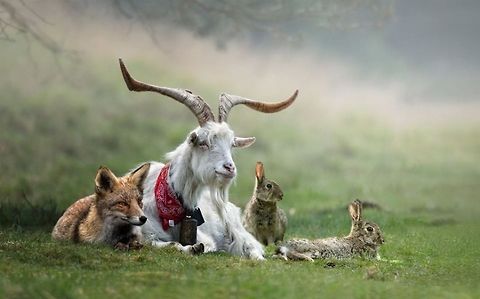 Garden of Eden A Manipulations of 4 pictures. Fox,Geotagged,Goat,Red Fox,The Netherlands,Vulpes vulpes,Wild  Rabbit