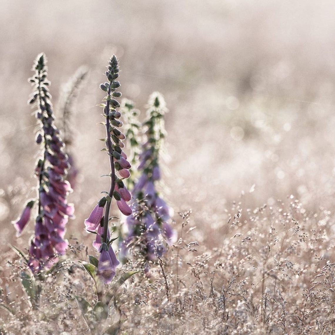 Digitalis purpurea  Common Foxglove,Digitalis purpurea,Geotagged,The Netherlands