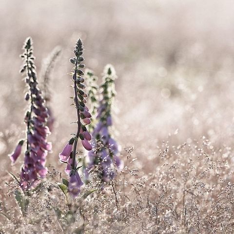 Digitalis purpurea  Common Foxglove,Digitalis purpurea,Geotagged,The Netherlands