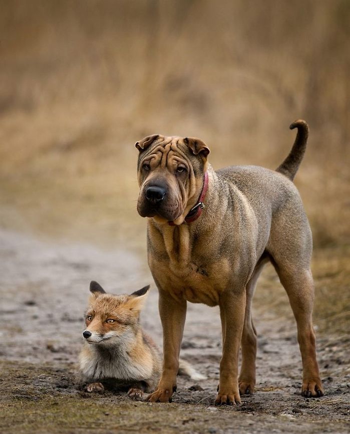 Buddies. Fox and Dog A manipulation of two pictures. Dog,Fox,Red Fox,Vulpes vulpes