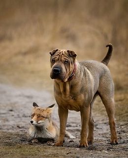 Buddies. Fox and Dog A manipulation of two pictures. Dog,Fox,Red Fox,Vulpes vulpes