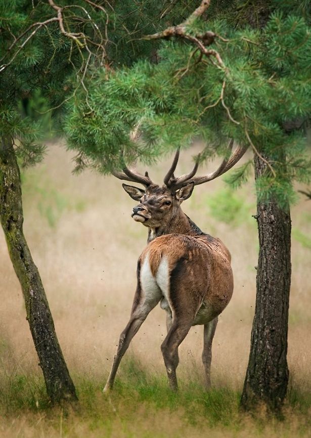 Red Deer  Cervus elaphus,Red Deer,Red deer