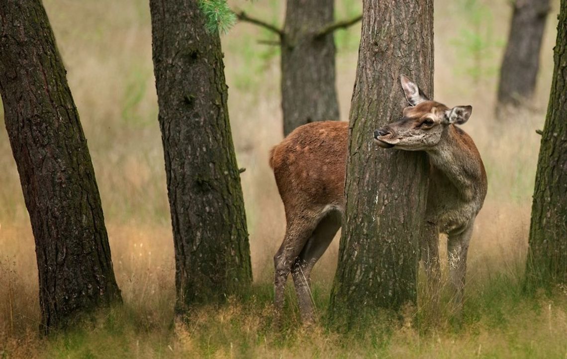 Red Deer. Female. Title is Hide and Seek Now you see me, and now you see me. Cervus elaphus,Red Deer,Red deer