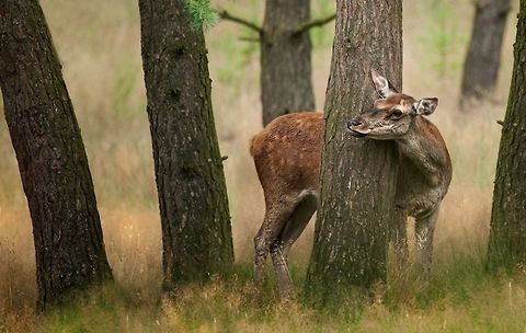 Red Deer. Female. Title is Hide and Seek Now you see me, and now you see me. Cervus elaphus,Red Deer,Red deer