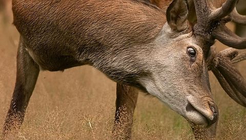 Red Deer  Cervus elaphus,Red Deer,Red deer