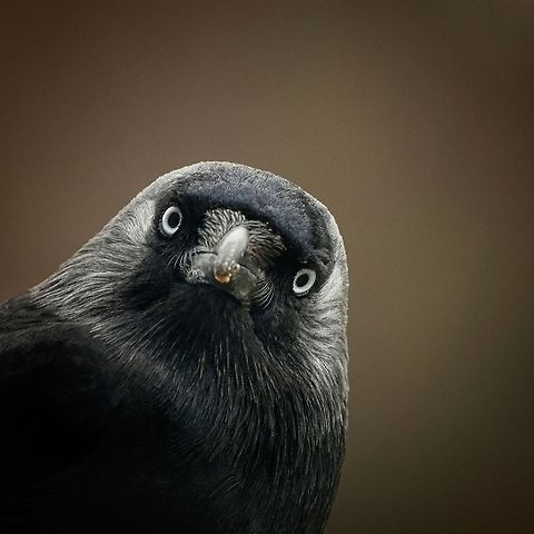 Corvus monedula closeup This is a Corvus monedula. Birds,Closeup,Coloeus monedula,Corvus Monedula,Crow,Daw,Eurasian Jackdaw,Western Jackdaw