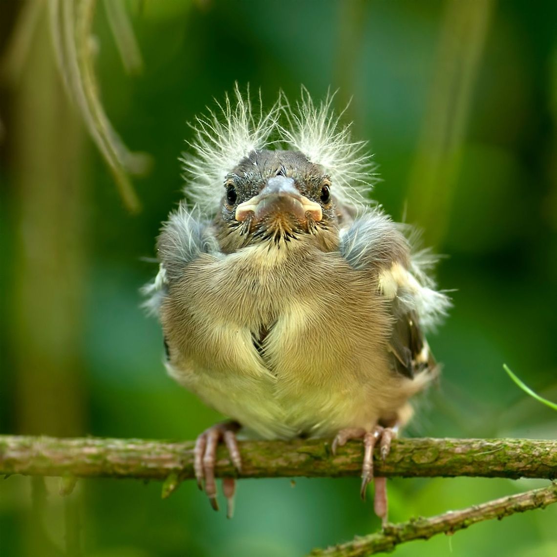 Young cute Finch This young finch, was, I think out of the nest and walked cases always near my tent. later, he hopped on a twig and I could make this picture. Baby,Birds