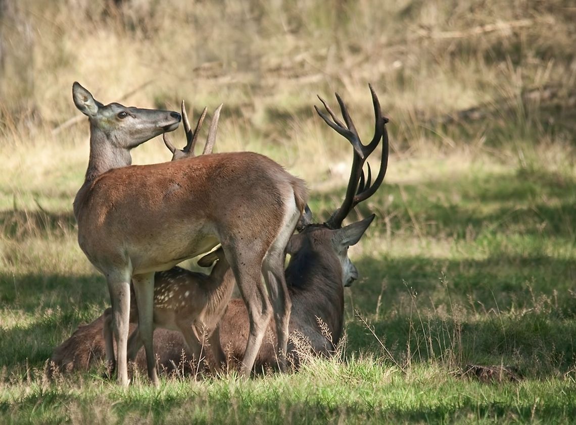 Red Deer family A male and female Red Deer hang out in the forest. Deer,Red Deer