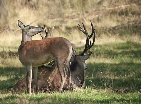 Red Deer family A male and female Red Deer hang out in the forest. Deer,Red Deer