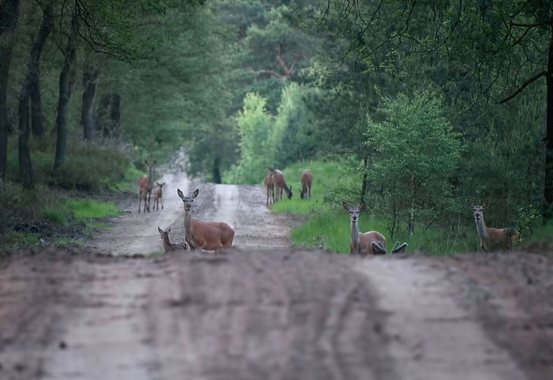Very big family of deer It was late at night last year, around 22.00 hours. The screen ring had been going on for a while and I found this group on the way to the car can soar. Breath and the camera as still as possible. I do have noise, the quality is not so good. But I'm still happy with this picture. Deer,Red Deer