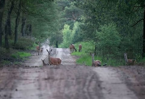 Very big family of deer It was late at night last year, around 22.00 hours. The screen ring had been going on for a while and I found this group on the way to the car can soar. Breath and the camera as still as possible. I do have noise, the quality is not so good. But I'm still happy with this picture. Deer,Red Deer