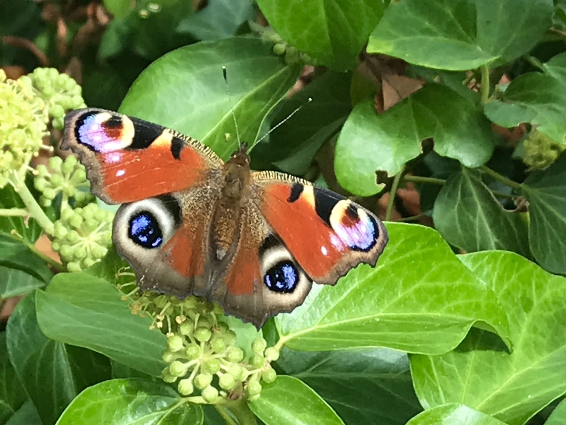 Aglais io, the European peacock Picture from September 21st, 2021<br />
<section class="video"><iframe width="448" height="282" src="https://www.youtube-nocookie.com/embed/-9mSw3Y61MY?hd=1&autoplay=0&rel=0" frameborder="0" allowfullscreen></iframe></section> European Peacock,Geotagged,Germany,Inachis io
