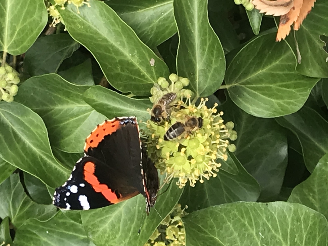 Red Admiral, Vanessa atalanta, Bees on Hedera helix, common ivy  Geotagged,Germany,Red Admiral,Vanessa atalanta