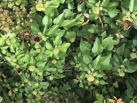 Hedera helix, the common ivy Picture from September 2021 English ivy,Geotagged,Germany,Hedera helix