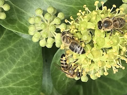Hedera helix, Bees  English ivy,Geotagged,Germany,Hedera helix