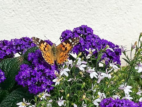 Vanessa cardui , painted Lady or Cosmopolitan on Heliotropium arborescens, the garden heliotrope or just heliotrope Took the picture June 18th 2019 on my Loggia in the midrange mountain area near Frankfurt, Germany called Taunus. The flower is called Vanilla Flower in Germany.  Geotagged,Germany,Painted Lady,Spring,Vanessa cardui