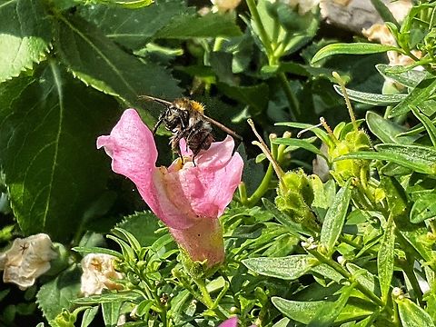 Field bumblebee (Bombus pascuorum) on the blossom of a snapdragon (Antirrhinum) I love Snapdragons because they have such pretty colorful blossoms and because they invite various Bumblebees to my Loggia. It&lsquo;s fun to see them harvesting. I manage that the Snapdragons produce blossoms four to five times per year.  Bombus pascuorum,Common Carder Bee,Geotagged,Germany,Summer