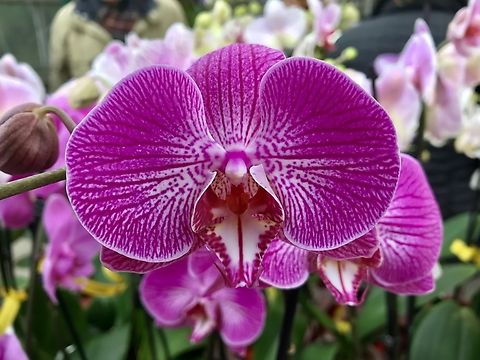 Doritaenopsis Doritaenopsis, is an intergeneric hybrid between the orchid genera Doritis and Phalaenopsis. This beautiful Orchid was part of an annual exhibition in the Palmengarten in Frankfurt Germany. My wife and I enjoy it every year. I took the picture on March 17th, 2019. 
I tried to use the identification button but it didn‘t work out. 
I found a wikipedia link though: https://en.wikipedia.org/wiki/Doritaenopsis Geotagged,Germany,Palmengarten Frankfurt,Winter