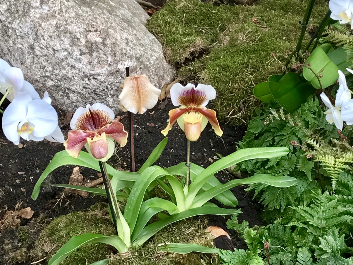 Paphiopedilum „Winston Churchill“ &bdquo; This is division of a select clone of Paph. Winston Churchill. Paph. Winston Churchill has probably been one of the best parents of modern day complex hybrids, and still when used, makes excellent hybrids.&ldquo; Orchid web<br />
I did not manage a secure specification, too many possibilities!<br />
<a href="https://en.wikipedia.org/wiki/Paphiopedilum" rel="nofollow">https://en.wikipedia.org/wiki/Paphiopedilum</a><br />
<br />
Took the picture at exhibition in the Palmengarten Frankfurt in March 2019 Geotagged,Germany,Palmengarten Frankfurt,Winter