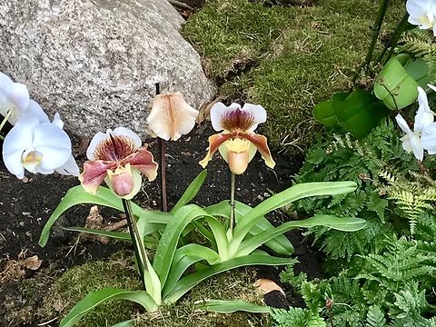 Paphiopedilum „Winston Churchill“ „ This is division of a select clone of Paph. Winston Churchill. Paph. Winston Churchill has probably been one of the best parents of modern day complex hybrids, and still when used, makes excellent hybrids.“ Orchid web
I did not manage a secure specification, too many possibilities!
https://en.wikipedia.org/wiki/Paphiopedilum

Took the picture at exhibition in the Palmengarten Frankfurt in March 2019 Geotagged,Germany,Palmengarten Frankfurt,Winter