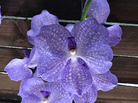 Vanda Coerulea 'Judy's Blue Delight'  Vandas are some of the most prestigious Orichds here a blue one Picture taken at exhibition in the Palmengarten in Frankfurt Germany on March 2019.
If you look close you may see a little man in the center of the blossom. Blue vanda,Geotagged,Germany,Vanda Orchid,Vanda coerulea