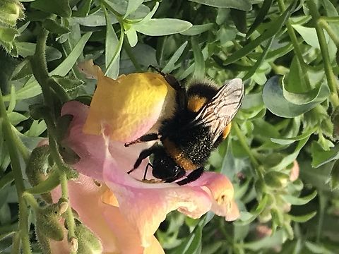 ''Bombus terrestris'', the buff-tailed bumblebee or large earth bumblebee Picture shows Bumblebee at work on a Snapdragon blossom at my loggia October 18th, 2019 
Video from June 28th, 2022
https://youtu.be/voHrEMfSEtA Bombus pascuorum,Bombus terrestris,Buff-tailed Bumblebee,Common Carder Bee,Geotagged,Germany