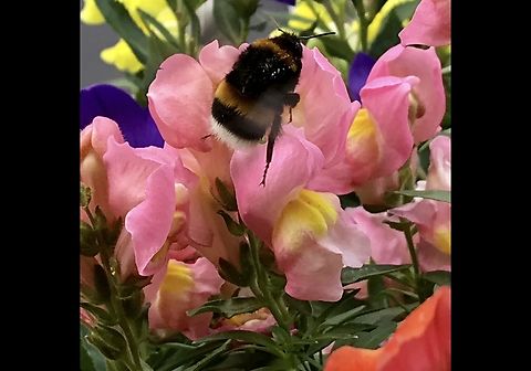 Bombus terrestris, the buff-tailed bumblebee or large earth bumblebee Snapdragons providing food for this hungry Bumblebee. Shot this picture on my Loggia Tuesday July 30th, 2019 (Scopoli,1793),Bombus pascuorum,Bombus terrestris,Buff-tailed Bumblebee,Common Carder Bee,Germany,the common carder bee! Geotagged