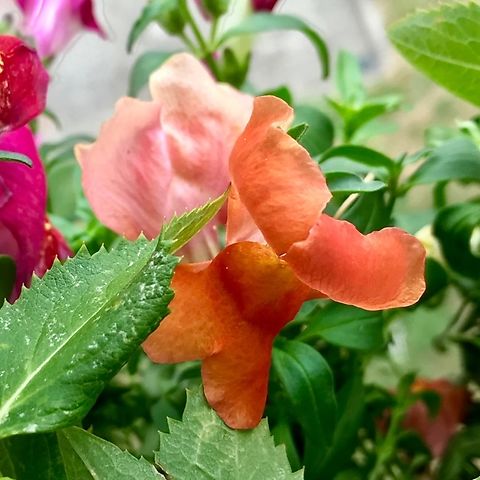 Antirrhinum Majus, Snapdragon Flower with an extraordinary color Shot this pic in June 2019 on my loggia  Antirrhinum majus,Geotagged,Germany