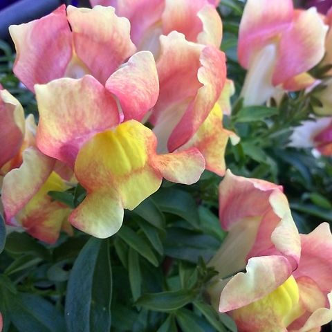 Antirrhinum majus. Snapdragons with beautiful color Picture taken in June 2019 on my loggia Antirrhinum majus,Geotagged,Germany