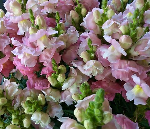 Antirrhinum majus, Various young Snapdragons Picture from my loggia Antirrhinum majus,Geotagged,Germany,Summer