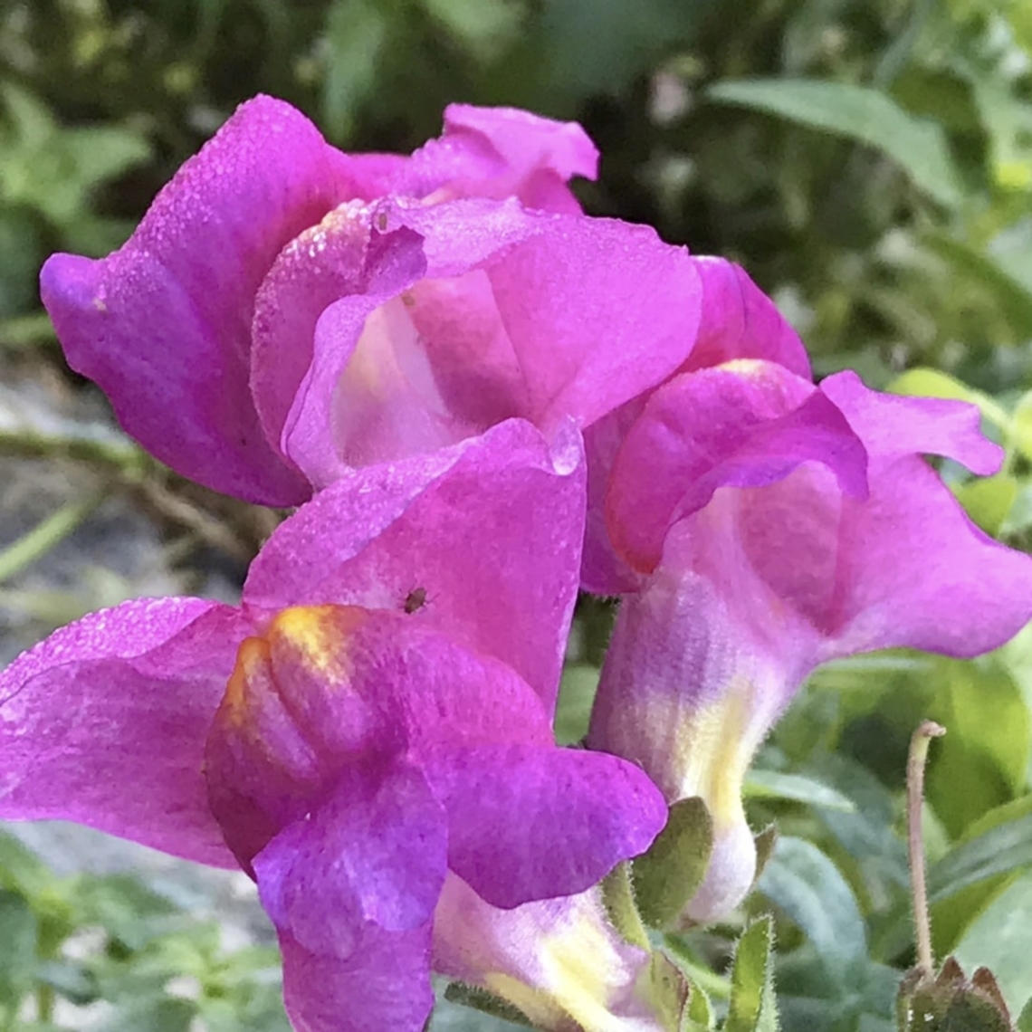 Antirrhinum majus, Snapdragon Powerful pink colored Snapdragon with a very small critter, June 2019 on my loggia Antirrhinum majus,Geotagged,Germany