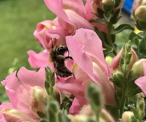 Bombus pascuorum, the common carder bee, feeding on a Snapdragon &bdquo;The thorax of the common carder bee is either yellowish or reddish-brown in color. The hair of the first four abdominal segments are gray in color, while the hair of the fifth and sixth terga are yellowish or reddish-brown in color.&ldquo; Wikipedia 
Shot taken Monday, August 16, 2021 at 11:28 am on my loggia Anthophora plumipes,Bombus pascuorum,Common Carder Bee,Geotagged,Germany,Hairy-footed flower bee
