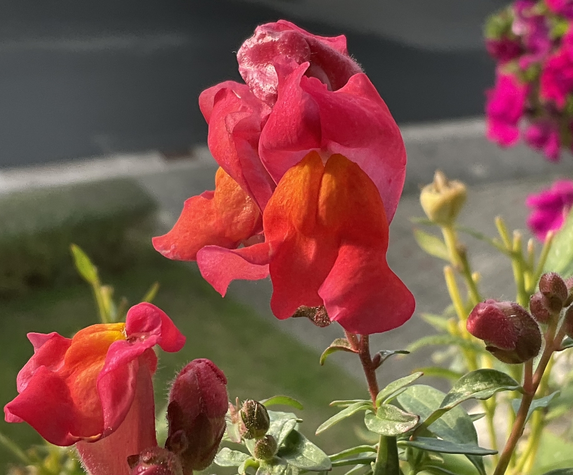 Antirrhinum majus, Snapdragon This red beauty was shot, no not really haha,  just a picture was taken today Thursday, September 29, 2022 at 5:21 p.m on my loggia. Antirrhinum majus,Geotagged,Germany
