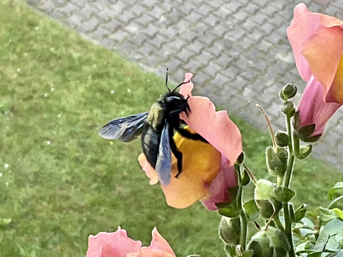 ,Xylocopa violacea,  Carpenter bee This black Beauty payed my loggia and in particular that Snapdragon a visit last year September 26th, 2021 at 10:44 am.  Geotagged,Germany,Violet carpenter bee,Xylocopa iris,Xylocopa violacea