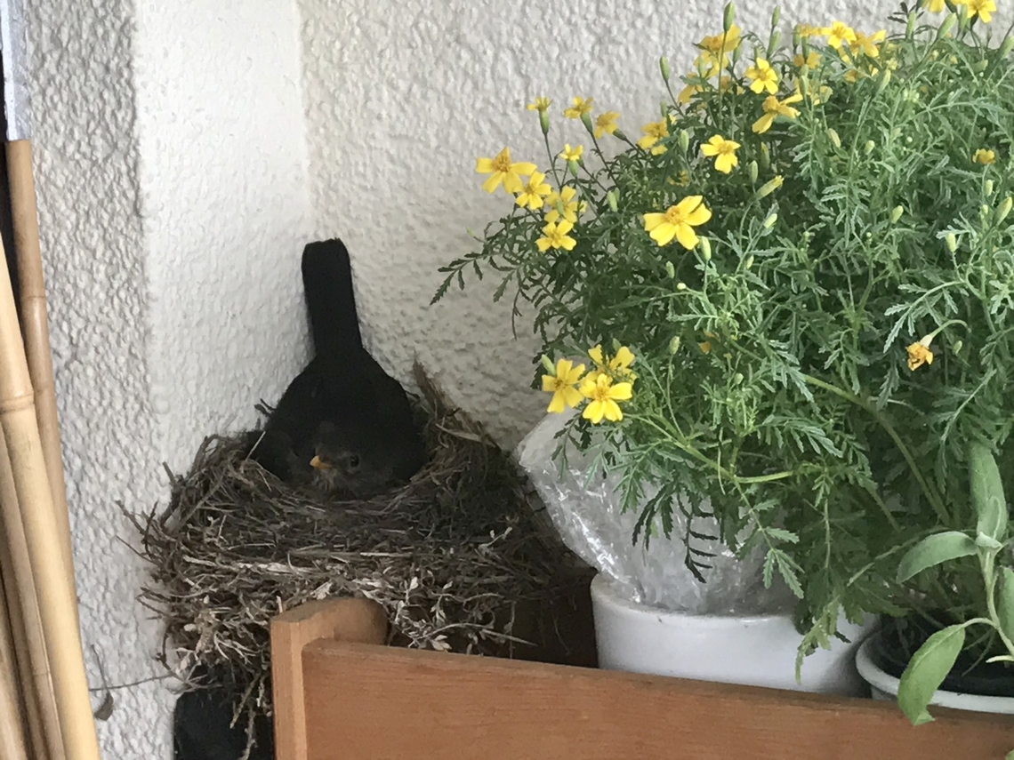 Turdus merula, common Blackbird To my great surprise a pair of Blackbirds started to built a nest on a wooden shelf on my lil&lsquo; loggia in May 2020.<br />
It took breeding and feeding till July the 1st, until three healthy little nestlings started to explore the world. Common Blackbird,Geotagged,Germany,Spring,Turdus merula