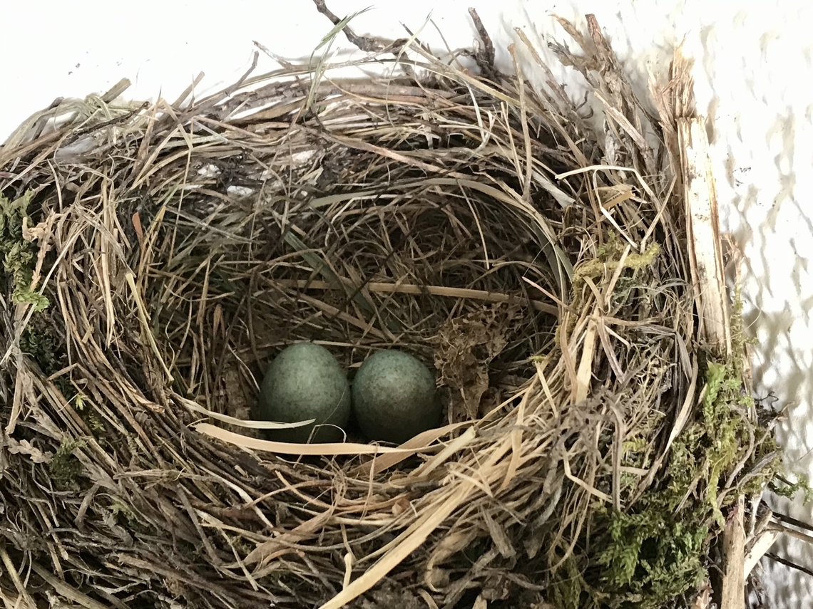 Turdus merula, common Blackbird, eggs It was very special to see the Blackbirds breeding on my loggia. After a while they accepted me sitting just about two meters away. Common Blackbird,Geotagged,Germany,Spring,Turdus merula
