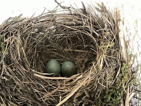 Turdus merula, common Blackbird, eggs It was very special to see the Blackbirds breeding on my loggia. After a while they accepted me sitting just about two meters away. Common Blackbird,Geotagged,Germany,Spring,Turdus merula