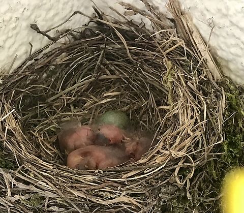 Common Blackbird, very young nestlings The first ones had hatched naked and blind… Common Blackbird,Geotagged,Germany,Spring,Turdus merula