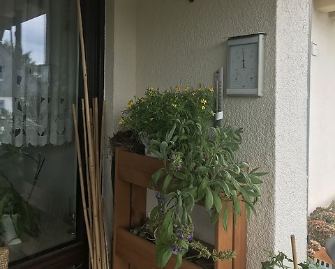 Salvia officinalis, garden sage and spice tagetes In June 2020 these two plants provided good cover for the breeding blackbirds Common Lantana,Garden sage,Geotagged,Germany,Lantana camara,Salvia officinalis