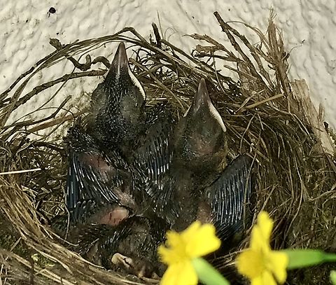 Common Blackbird, nestlings about 17 days after hatching It was great fun to see the breeding and feeding of both female and male adult birds led to rapid growth  Common Blackbird,Geotagged,Germany,Summer,Turdus merula