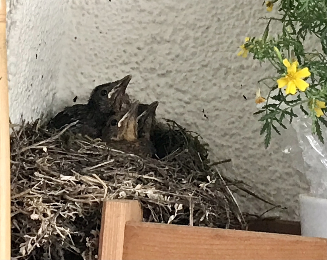 Common Blackbird, nestlings watching out for their next feed About three weeks old nestlings observing concentrated their surrounding, which I was a lucky part of. Common Blackbird,Geotagged,Germany,Turdus merula