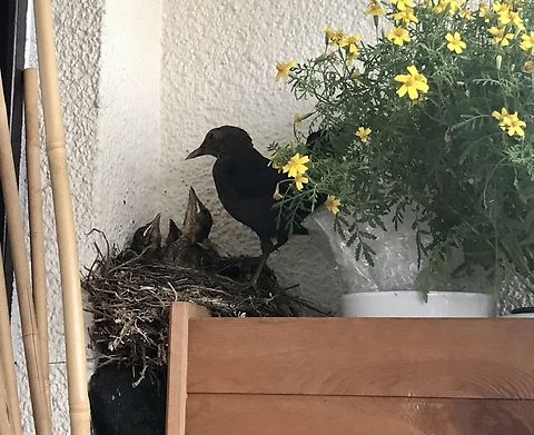 Common Blackbird, feeding the nestlings The nestlings were almost ready to leave their first habitat Common Blackbird,Geotagged,Germany,Summer,Turdus merula