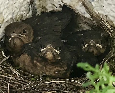 Common Blackbird, grown up nestlings Hey, what was the price of the world again?  Common Blackbird,Geotagged,Germany,Summer,Turdus merula