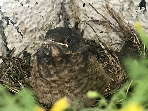 Common Blackbird, the last to leave the nest It was an a amazing feeling that the Blackbirds accepted my presence even on short distances. Common Blackbird,Geotagged,Germany,Summer,Turdus merula