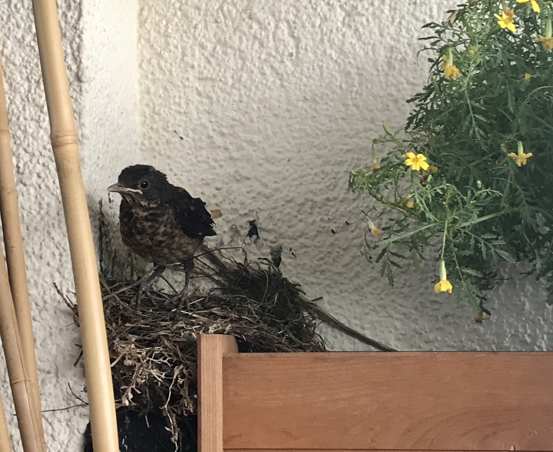 Common Blackbird, last nestling leaving the nest Ready to conquer the world!  Common Blackbird,Geotagged,Germany,Summer,Turdus merula