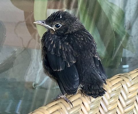 Common Blackbird, first day out of the nest Finally discovering the world after four long weeks in the nest. Bursting with self esteem!  Common Blackbird,Geotagged,Germany,Summer,Turdus merula