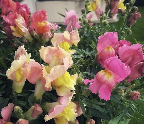 Antirrhinum majus, Snapdragon Various colors of Snapdragons on my loggia in September 2021 Antirrhinum majus,Common snapdragon,Geotagged,Germany,Summer